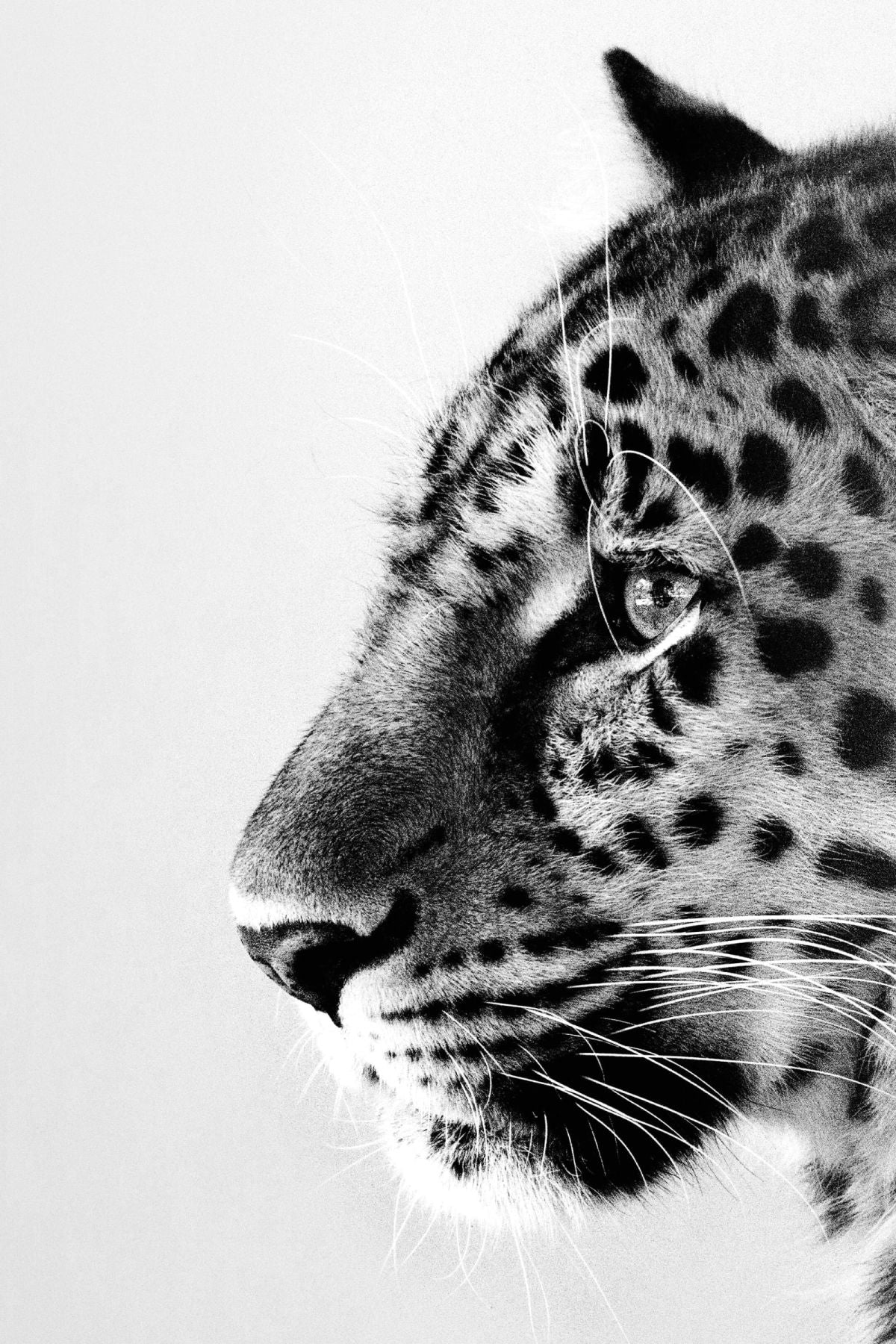 Leopard In Silence