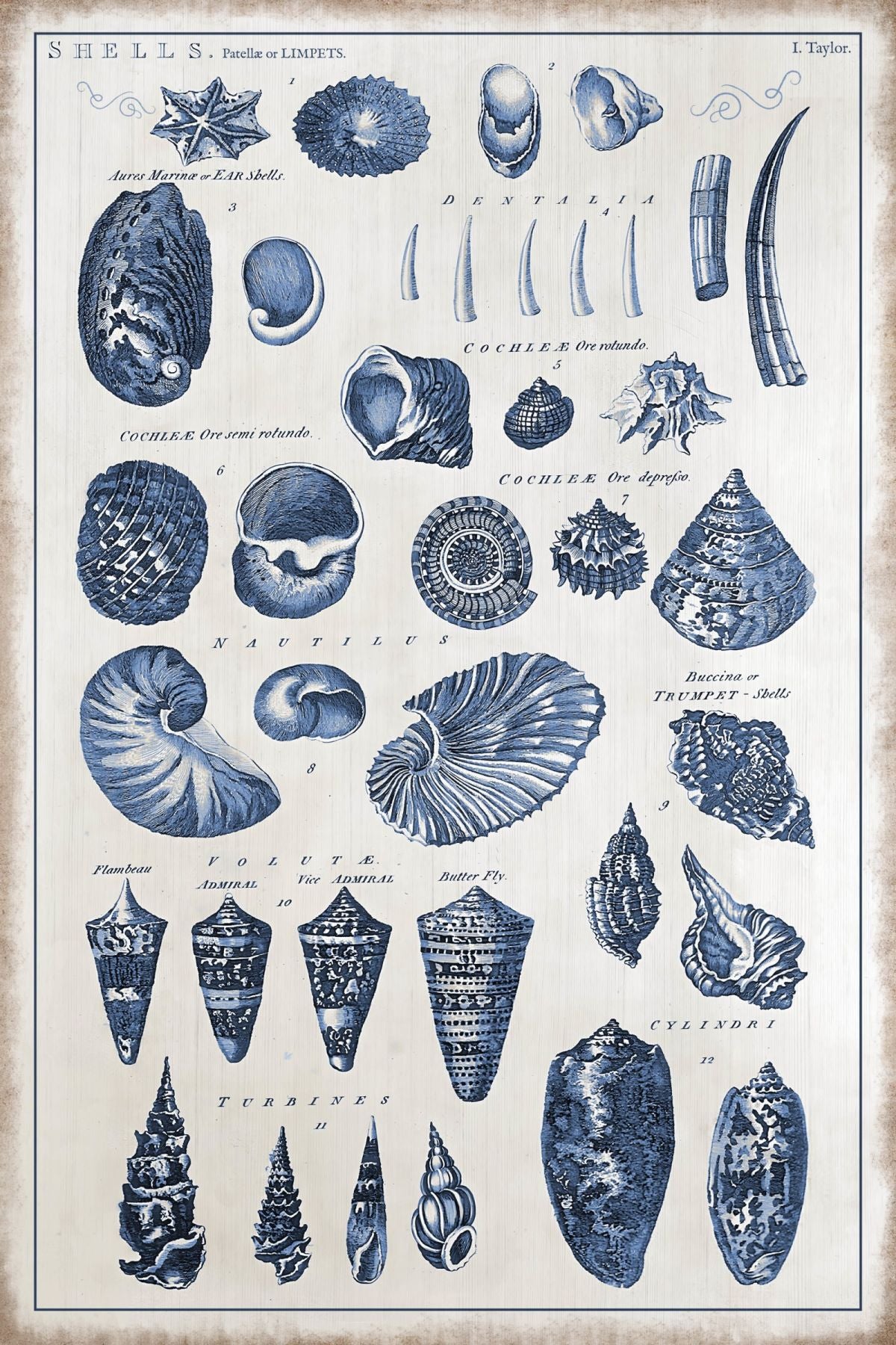 Table Of Seashells Wall Art