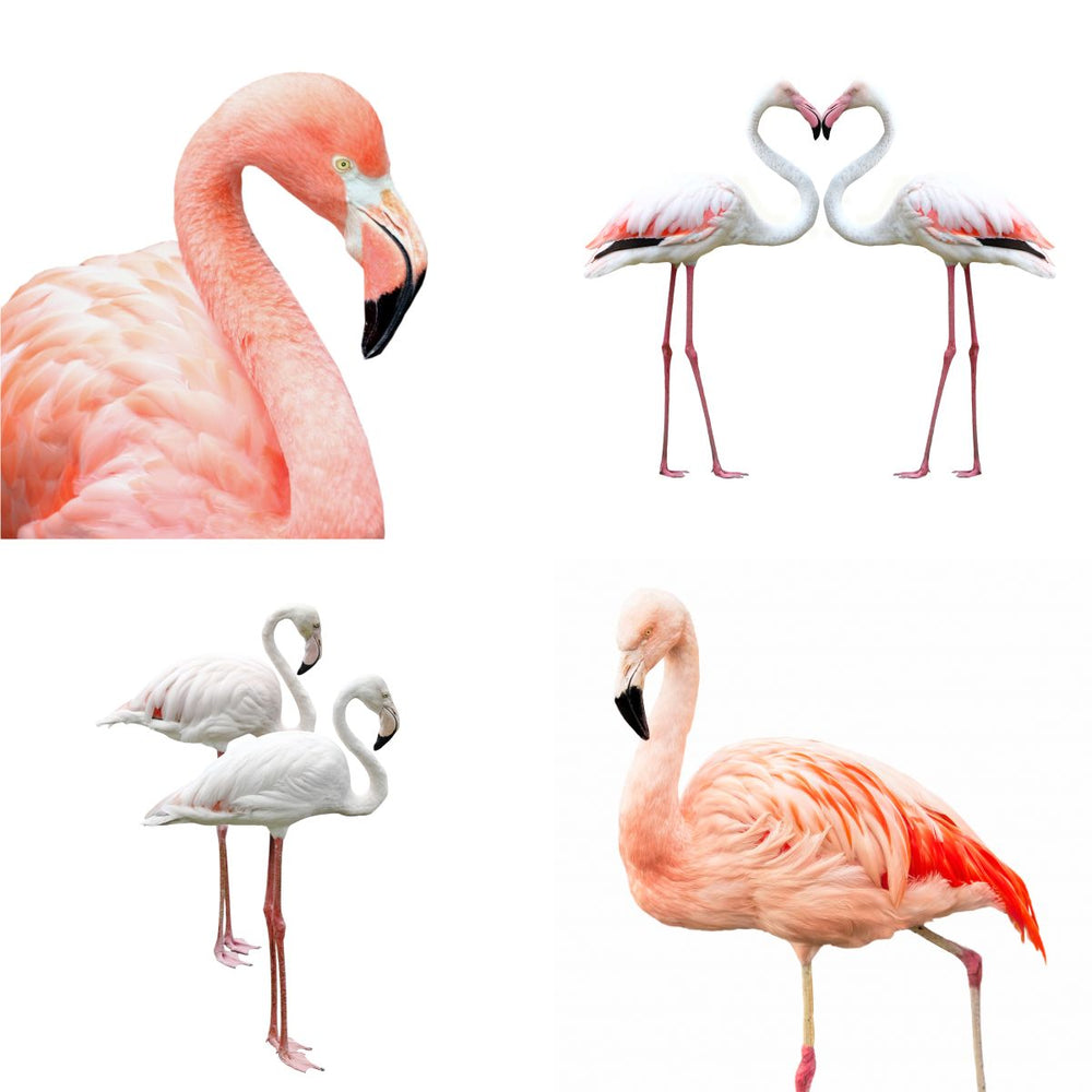 White And Pink Flamingos
