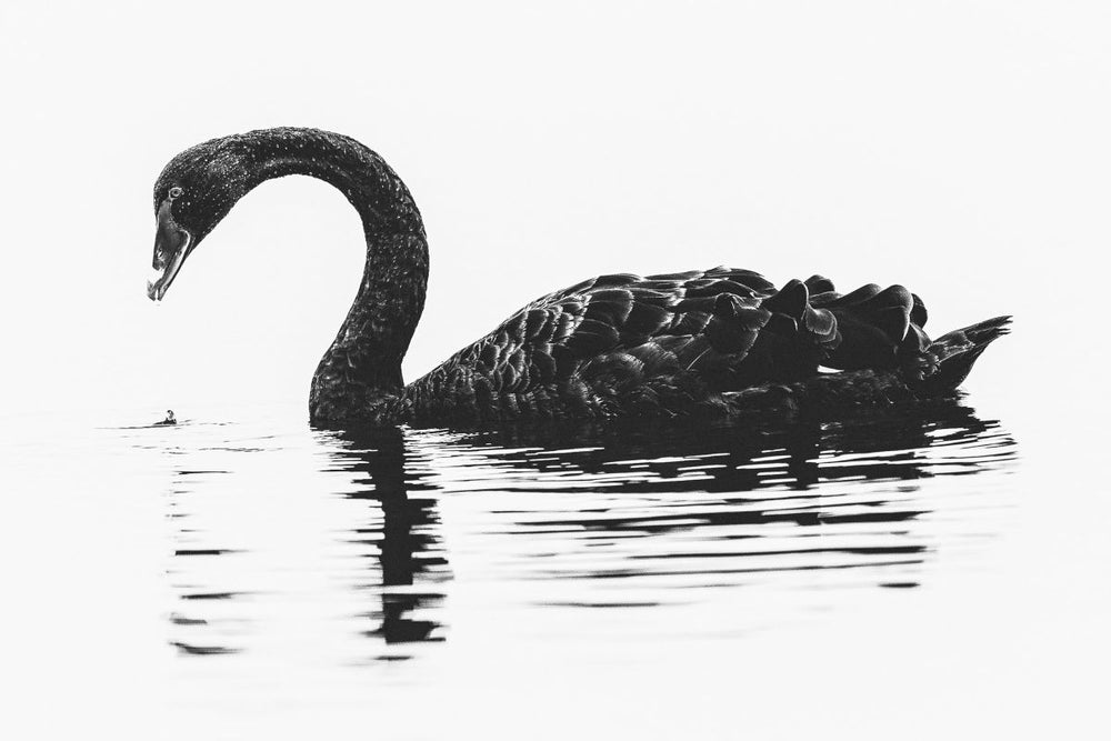 Black Swan Pose