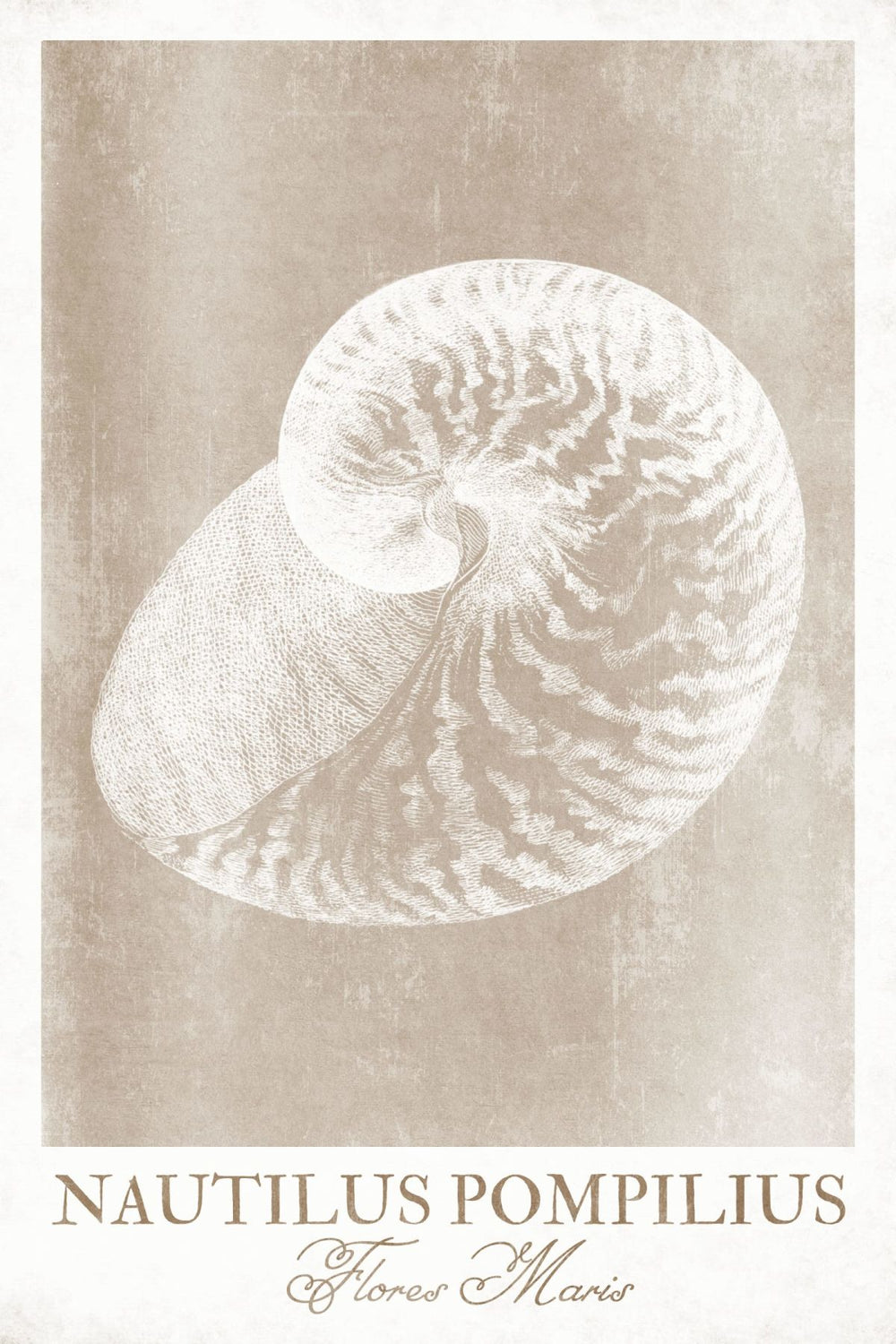 Nautilus Pompilius