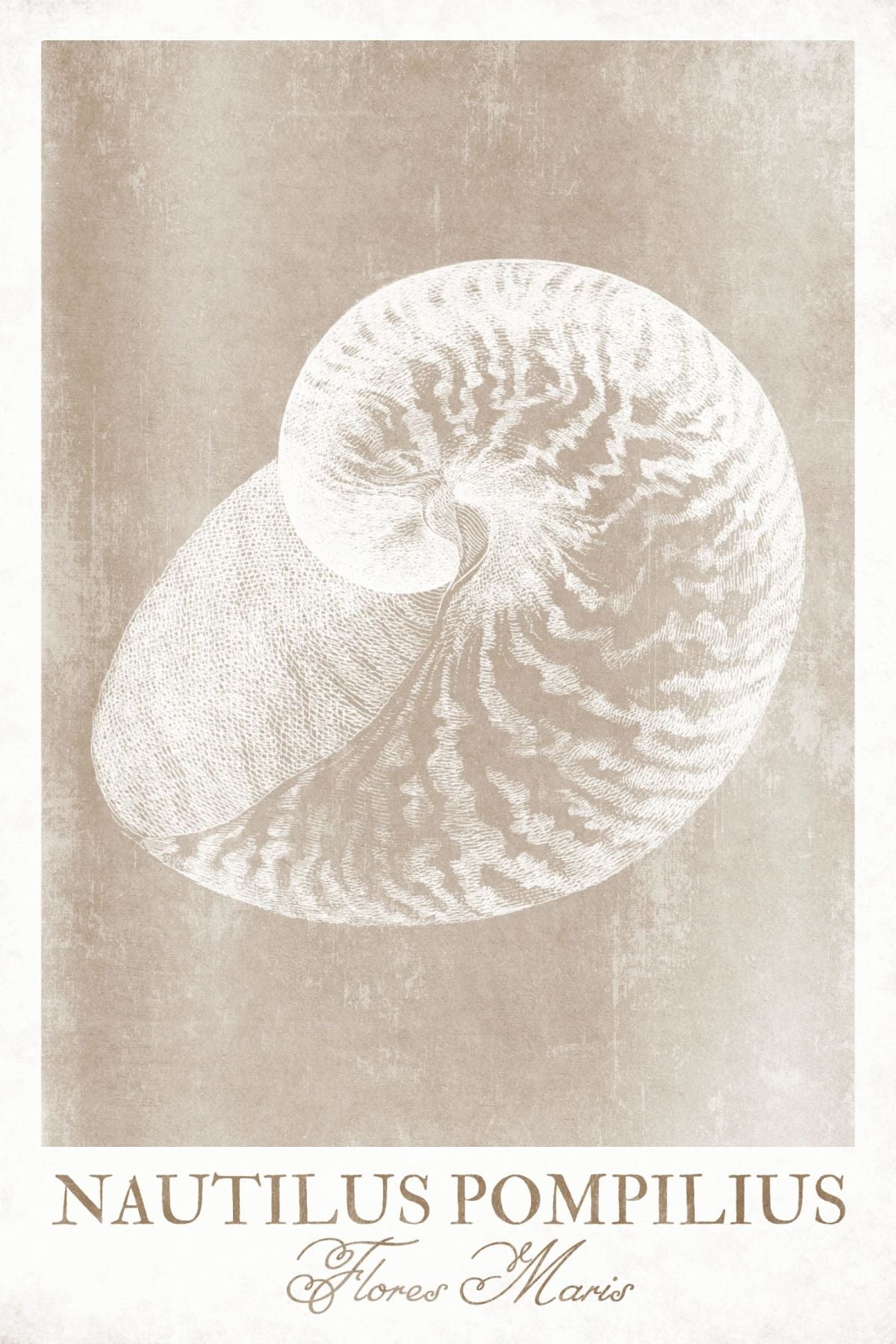 Nautilus Pompilius