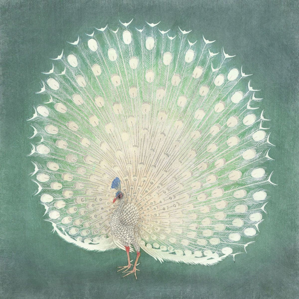 Bright Peacock