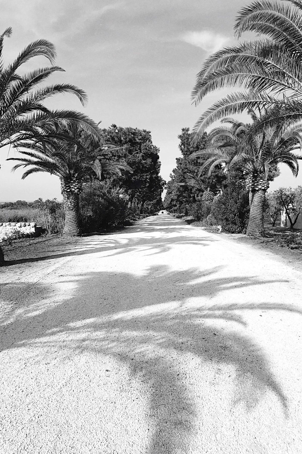 Driveway With Palm Trees