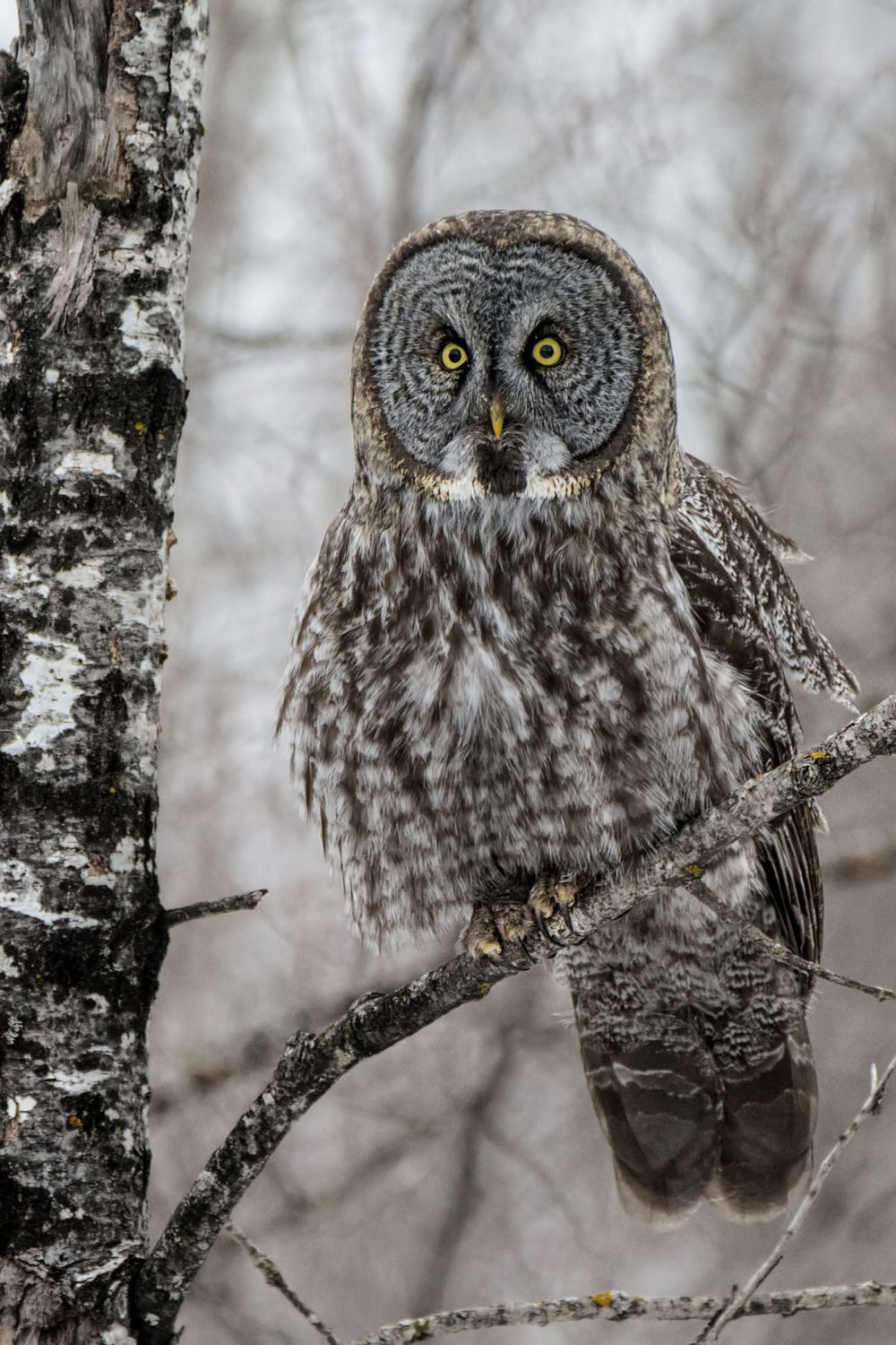 Great Grey Owl