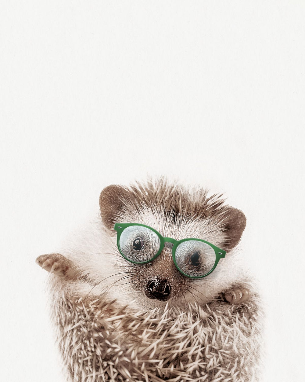 Four-Eyed Hedgehog