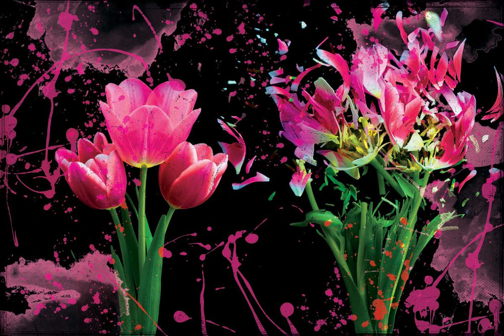Exploding Pink Tulips