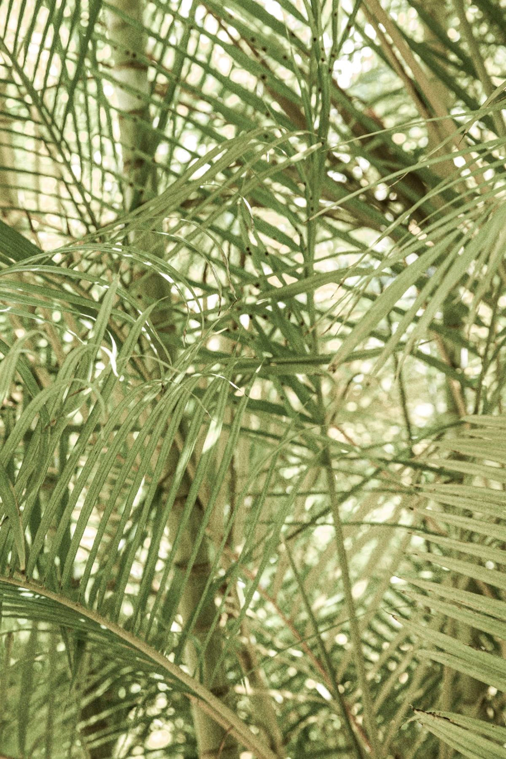 Lush Fronds