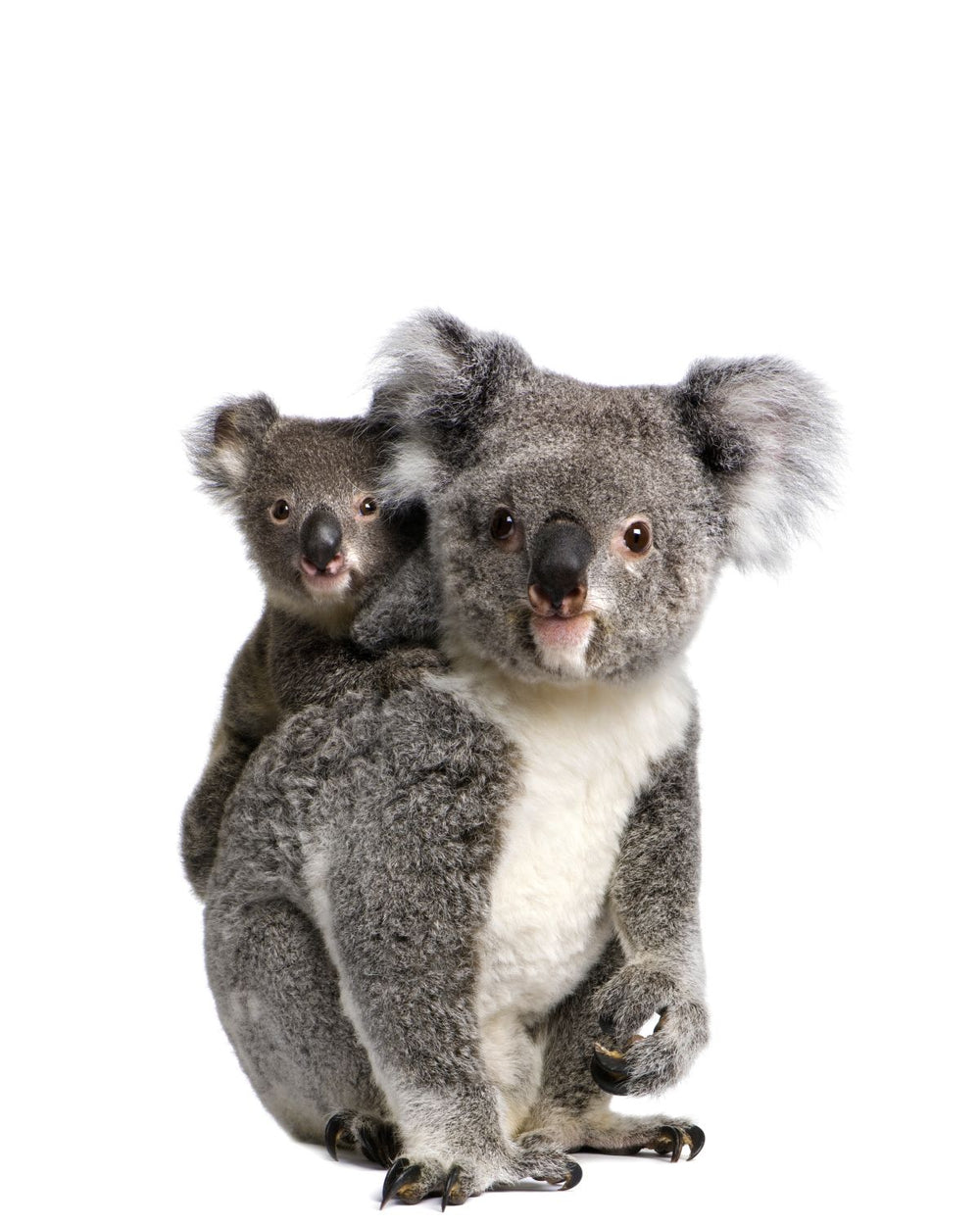 Piggyback Koala