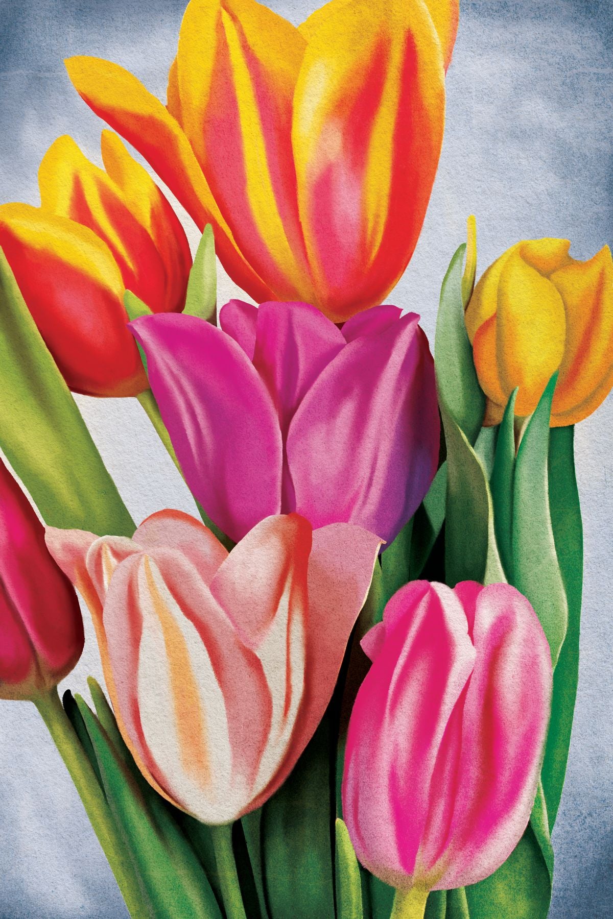 Dandy Tulips