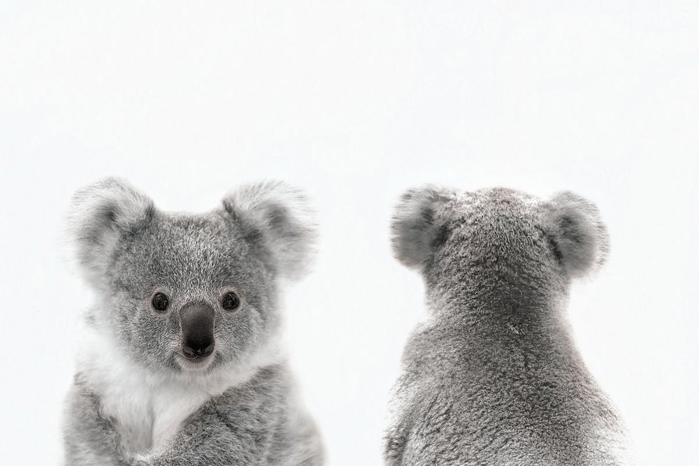 Koala Front And Back Portrait