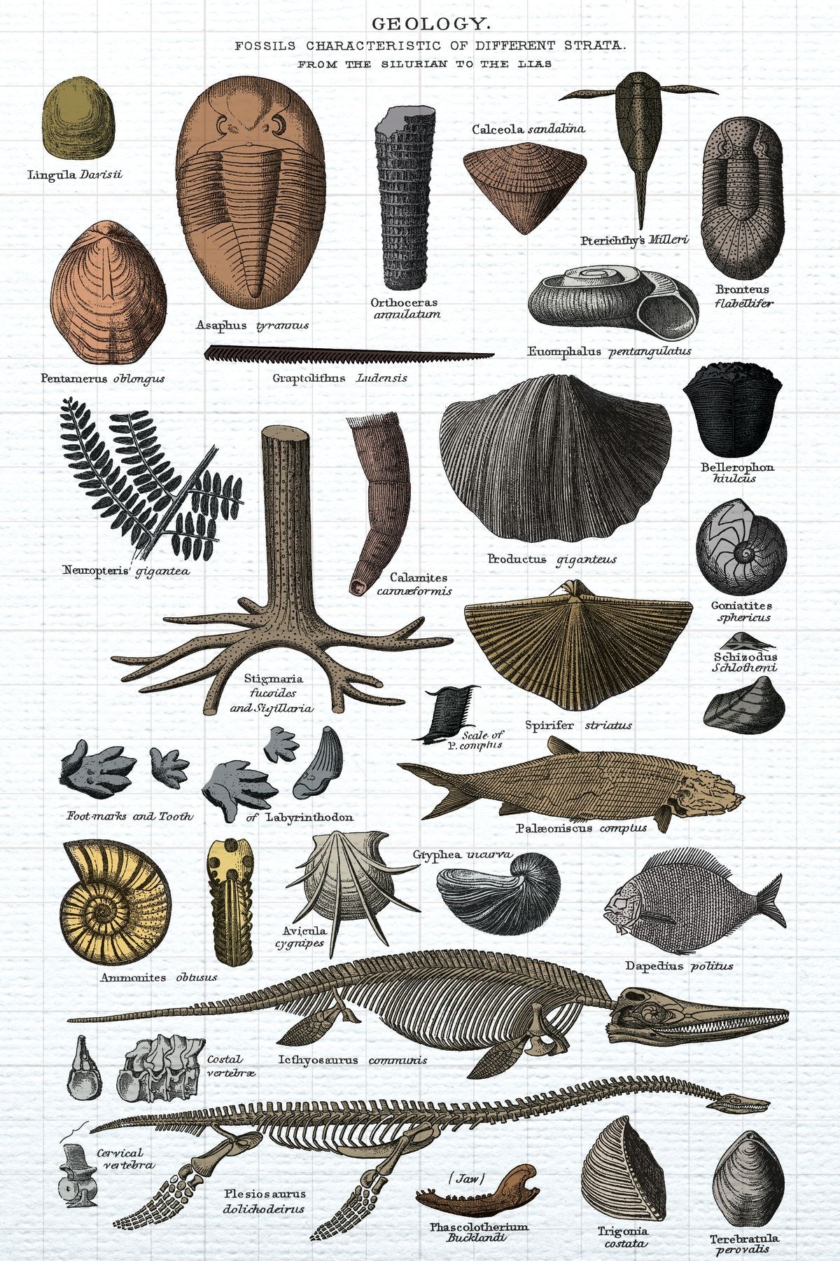 Fossils Chart