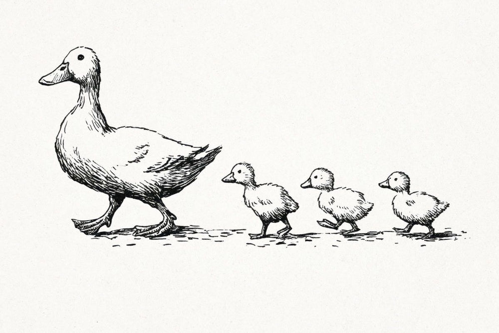 Mother Duck and Ducklings