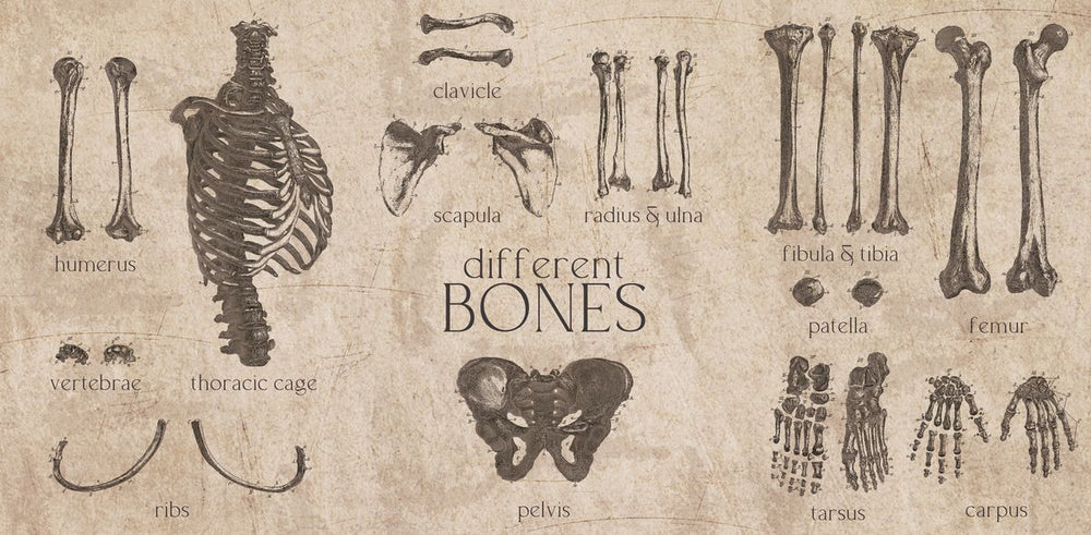 Human Bones Chart