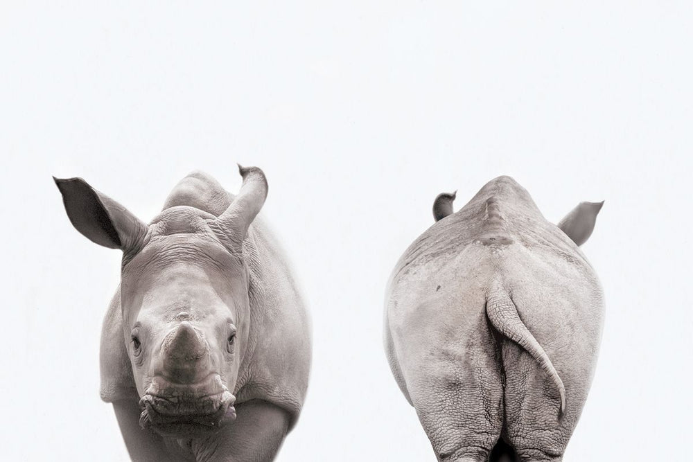 Rhino Front And Back Portrait