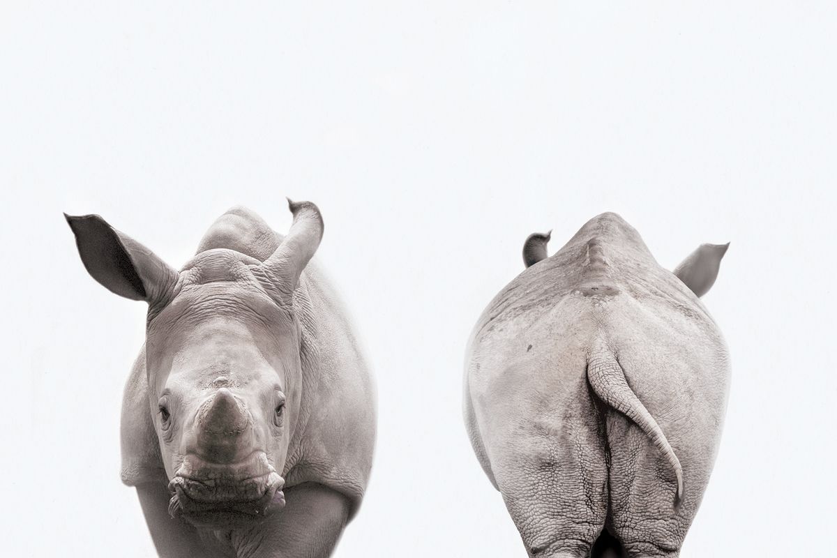 Rhino Front And Back Portrait