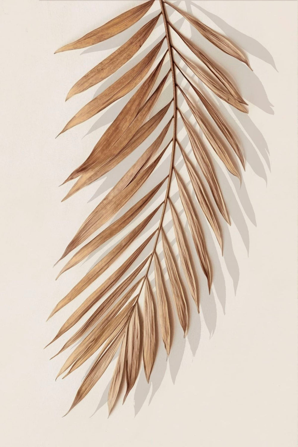 Dried Palm Leaves