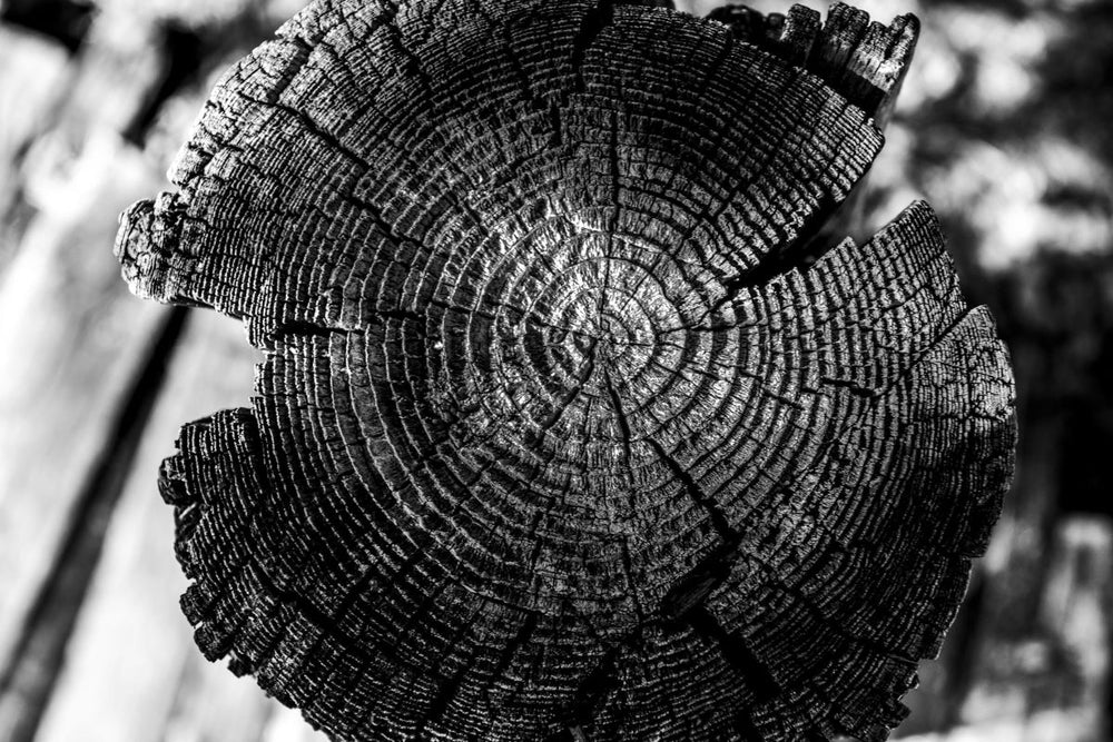 Aged Stump