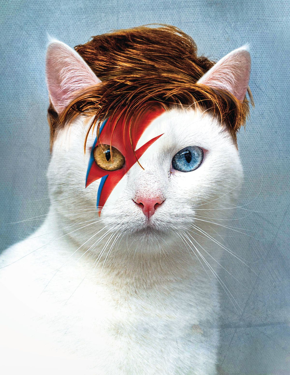 Bowie Cat