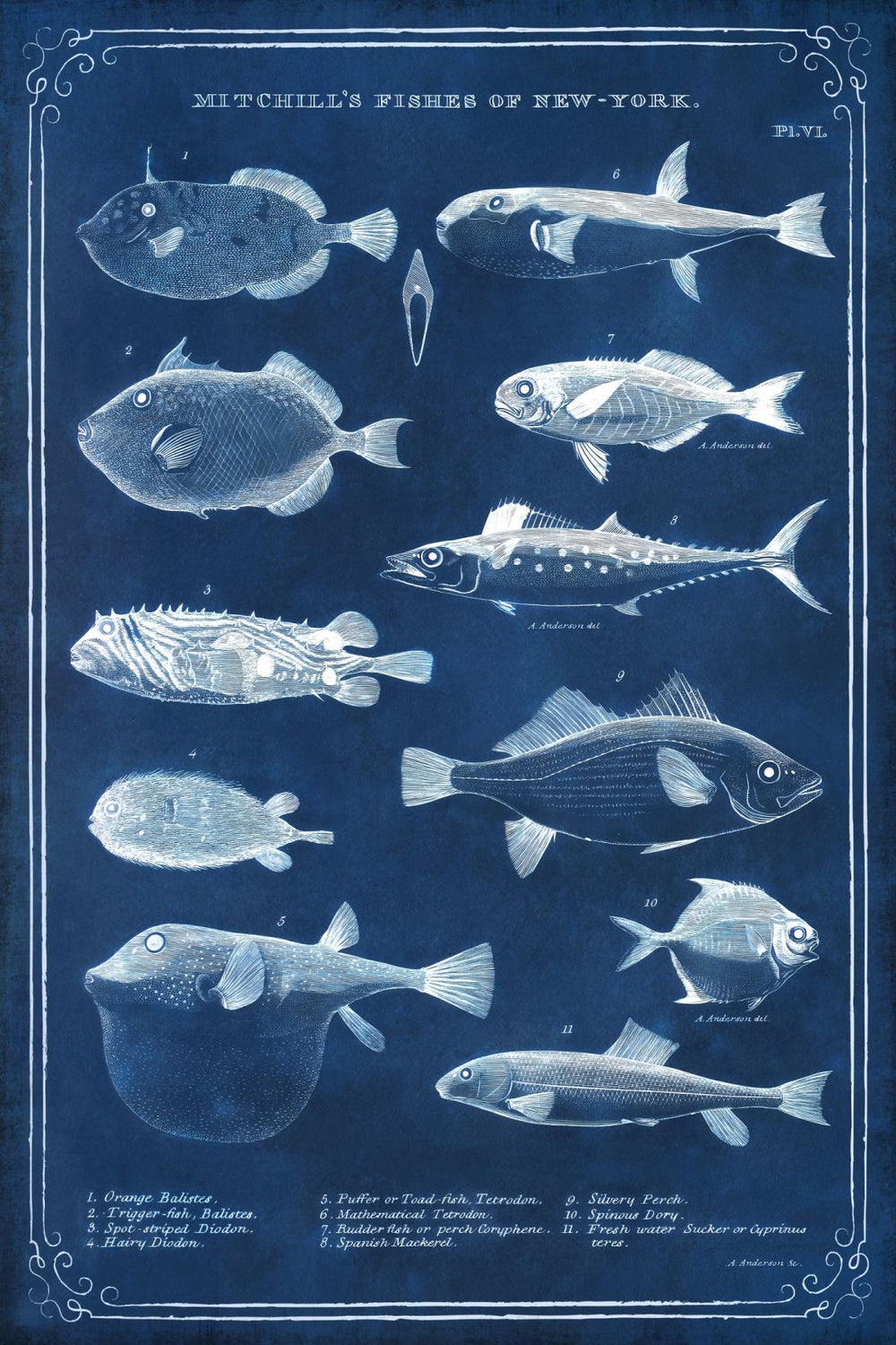 Mitchill's Fishes Of New York Blue Wall Art
