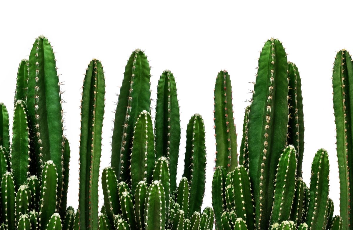 Cactus Plants