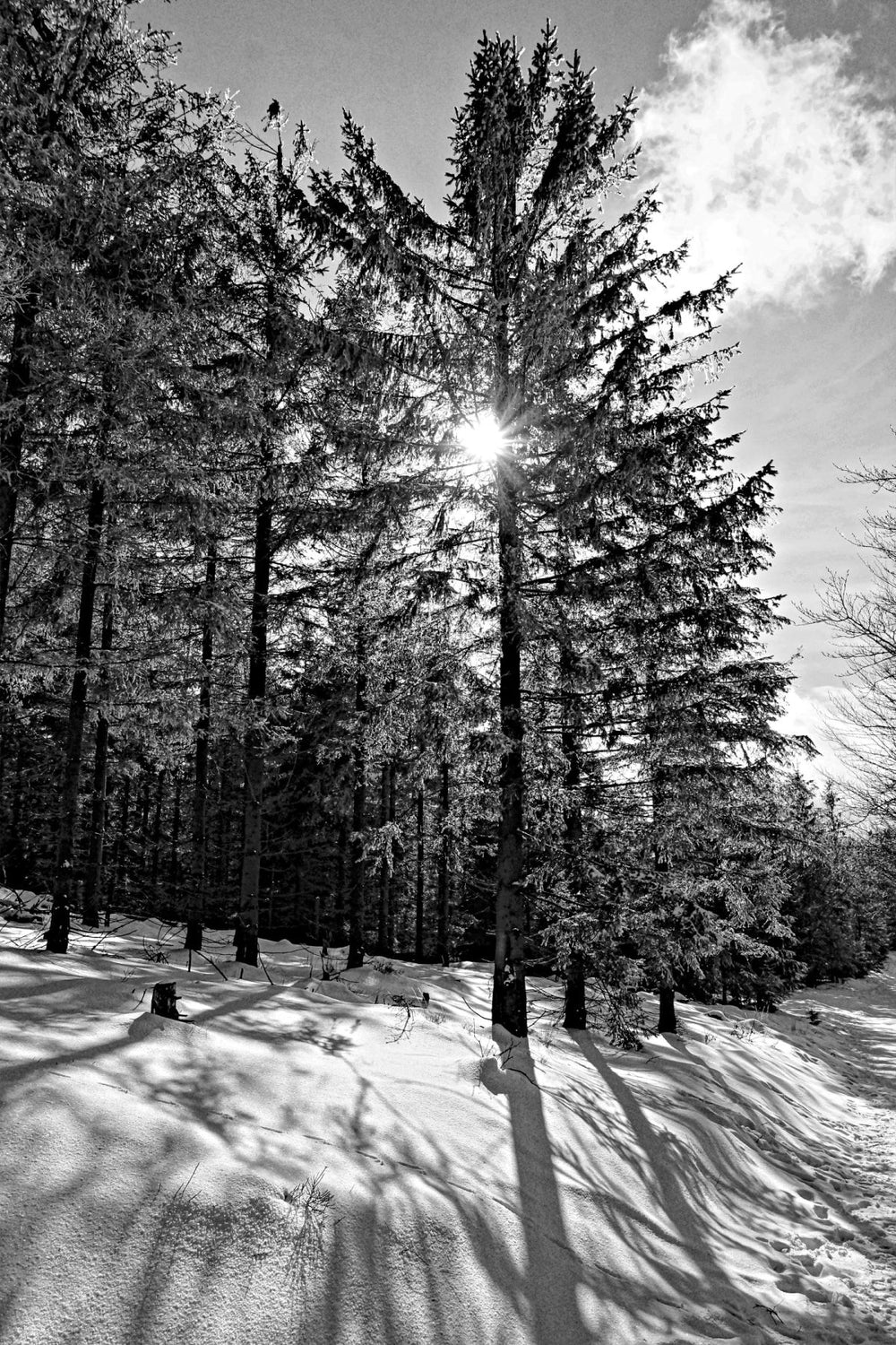 Sun Shining Through The Trees