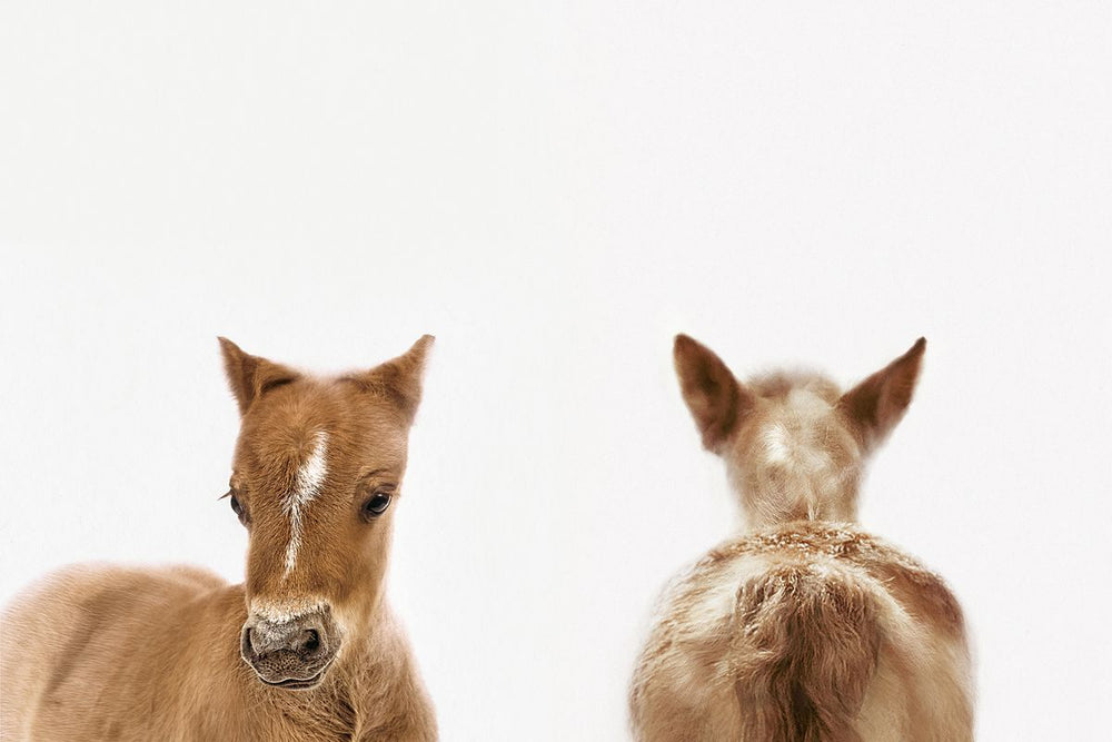 Horse Front And Back Portrait