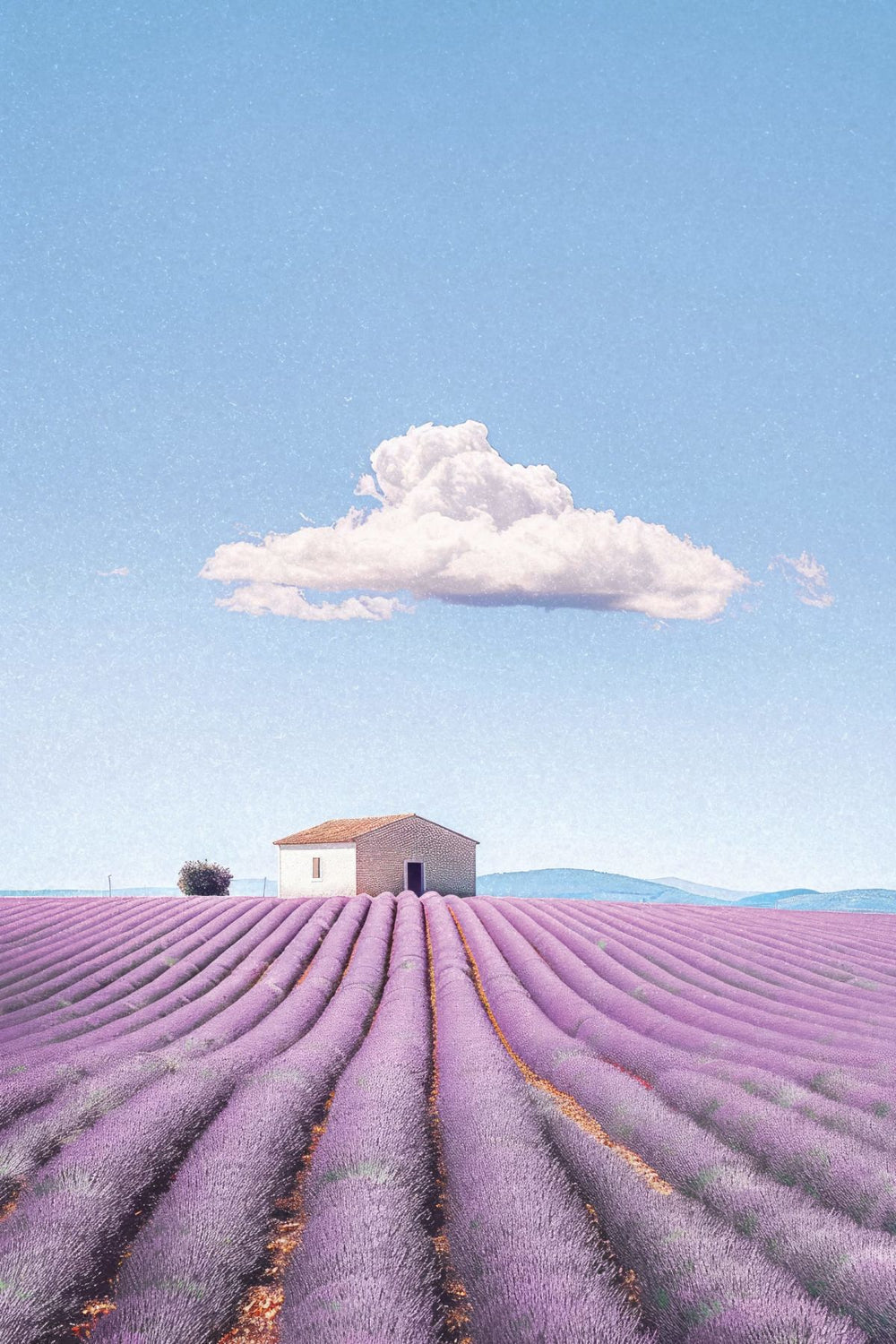 Clear Sky Over Lavender Field
