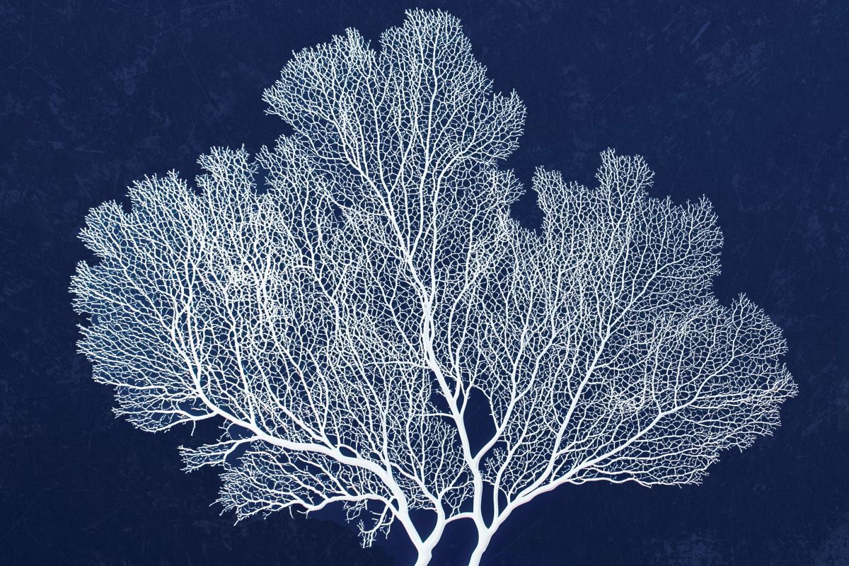 Sea Fan On Blue Wall Art