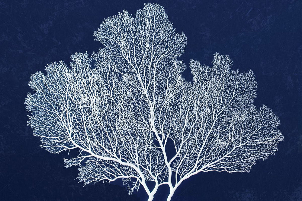 Sea Fan On Blue