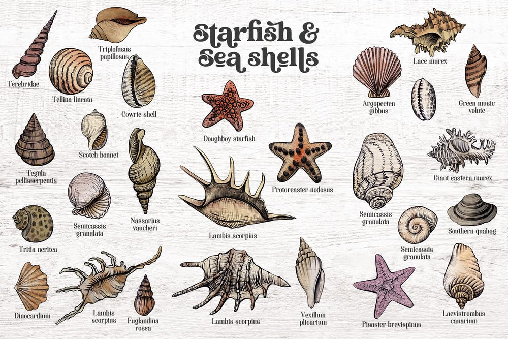 Starfish And Seashells Chart