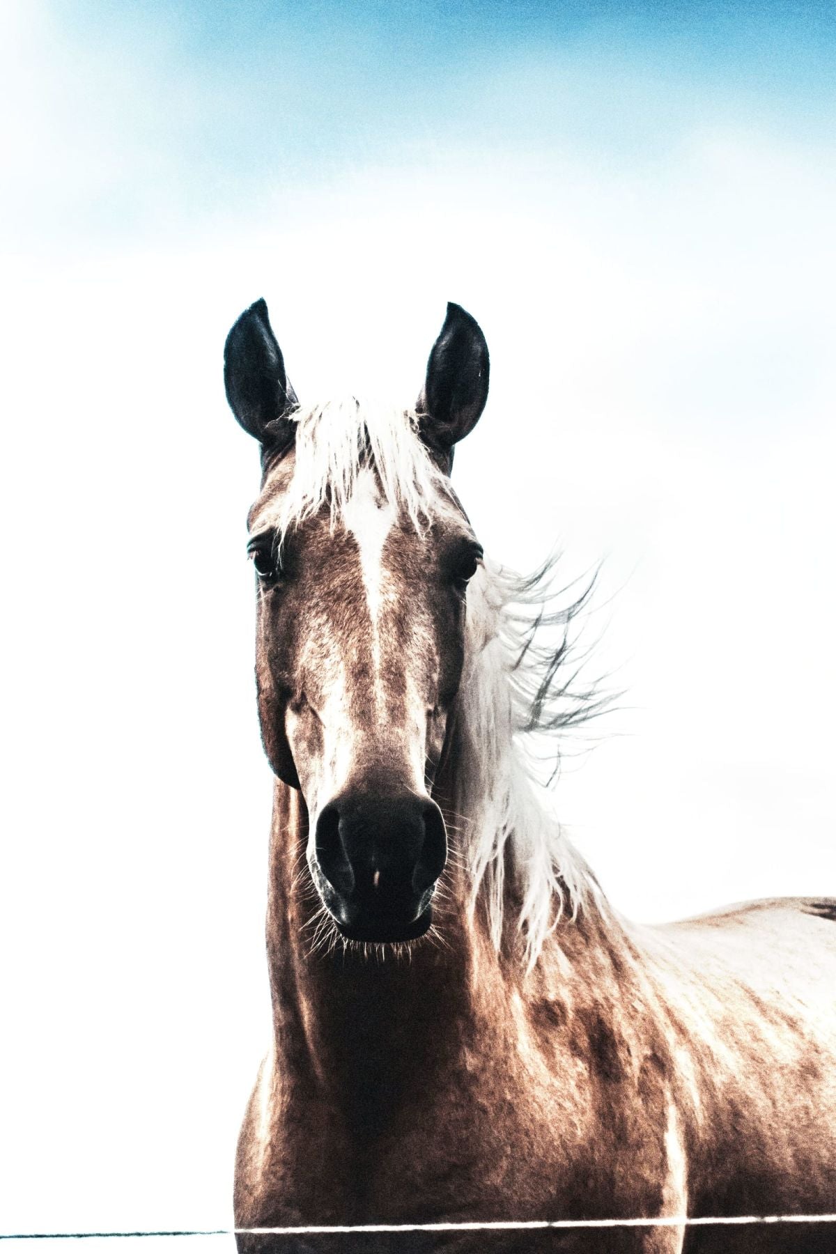 Horse Under Bright Sky
