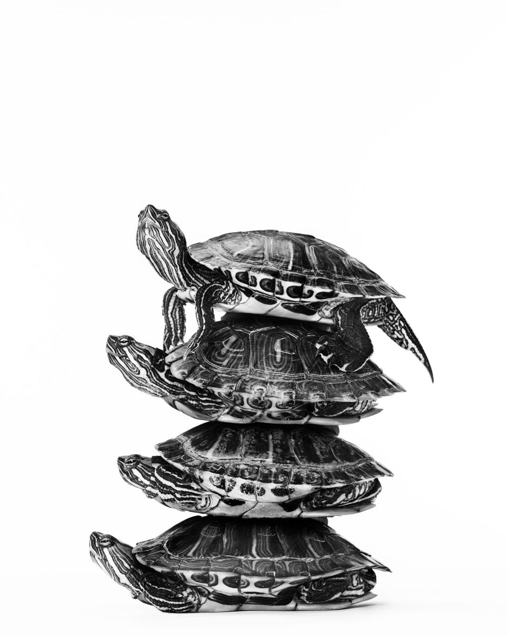 Stacked Four Turtles