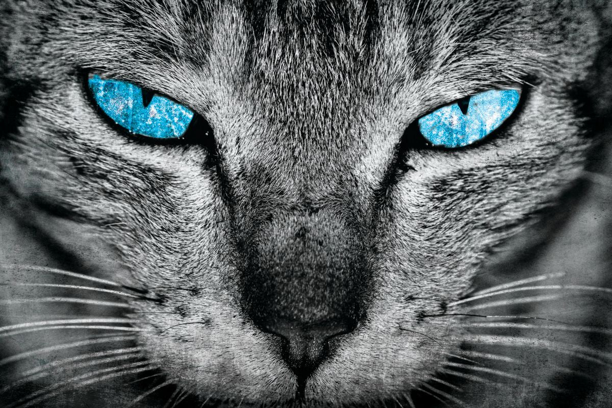 Cat Eyes Pop