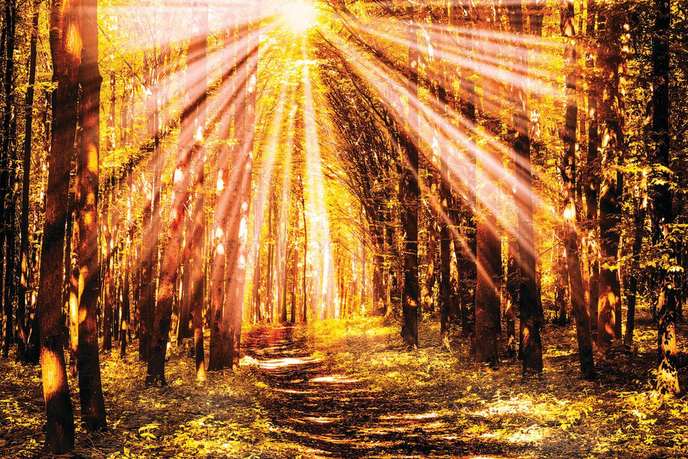 Sunlit Forest Pathway