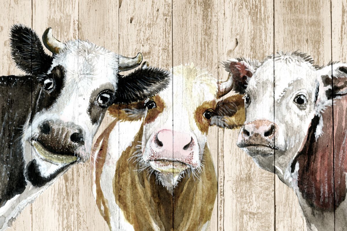 Curious Cows On Wood