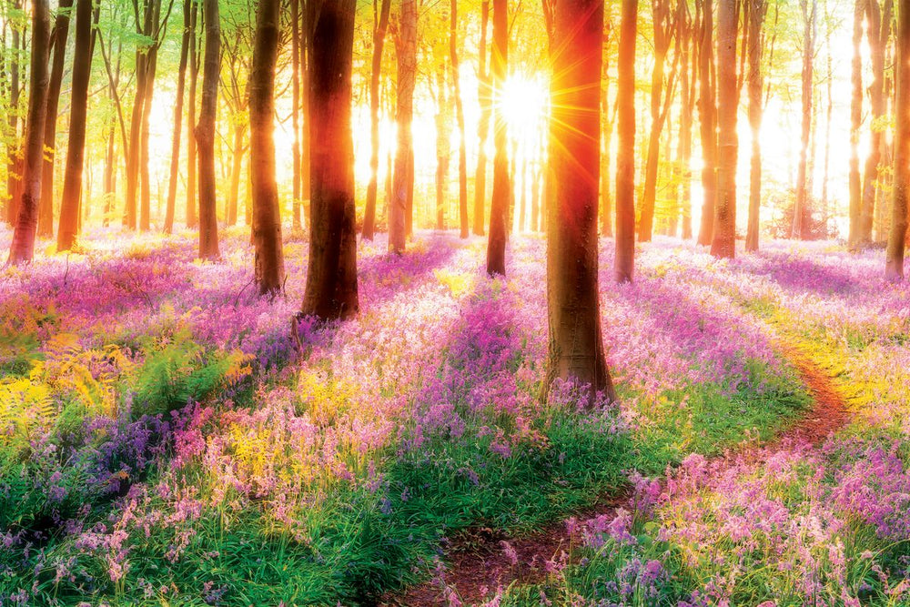 Sunlit Bluebell Forest