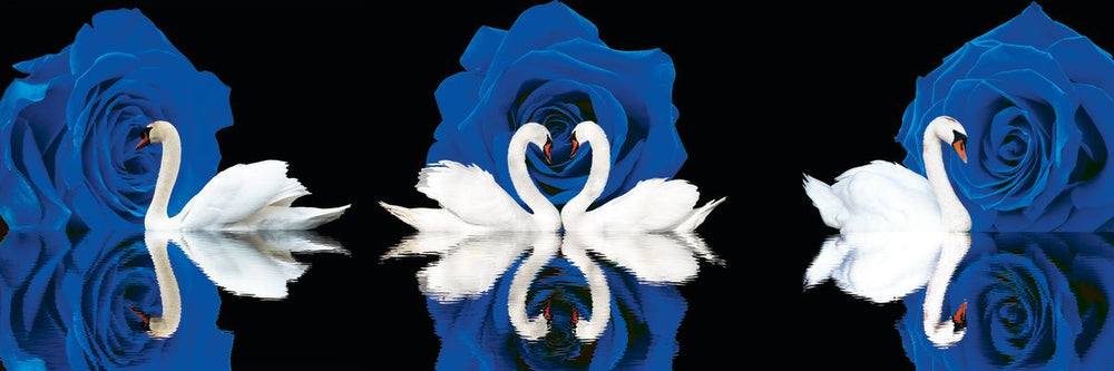 Swans And Blue Roses Pop