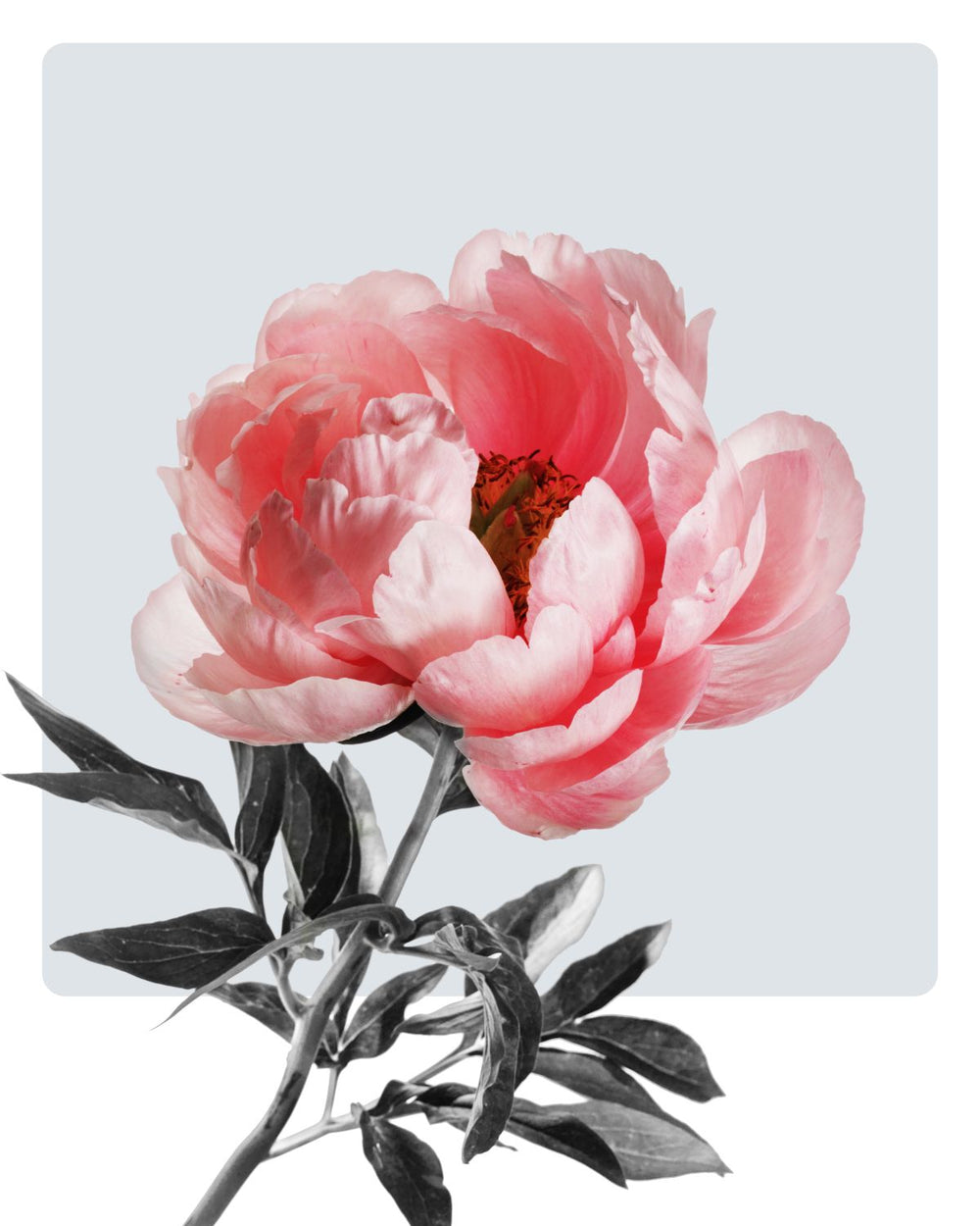 Delicate Pink Peony