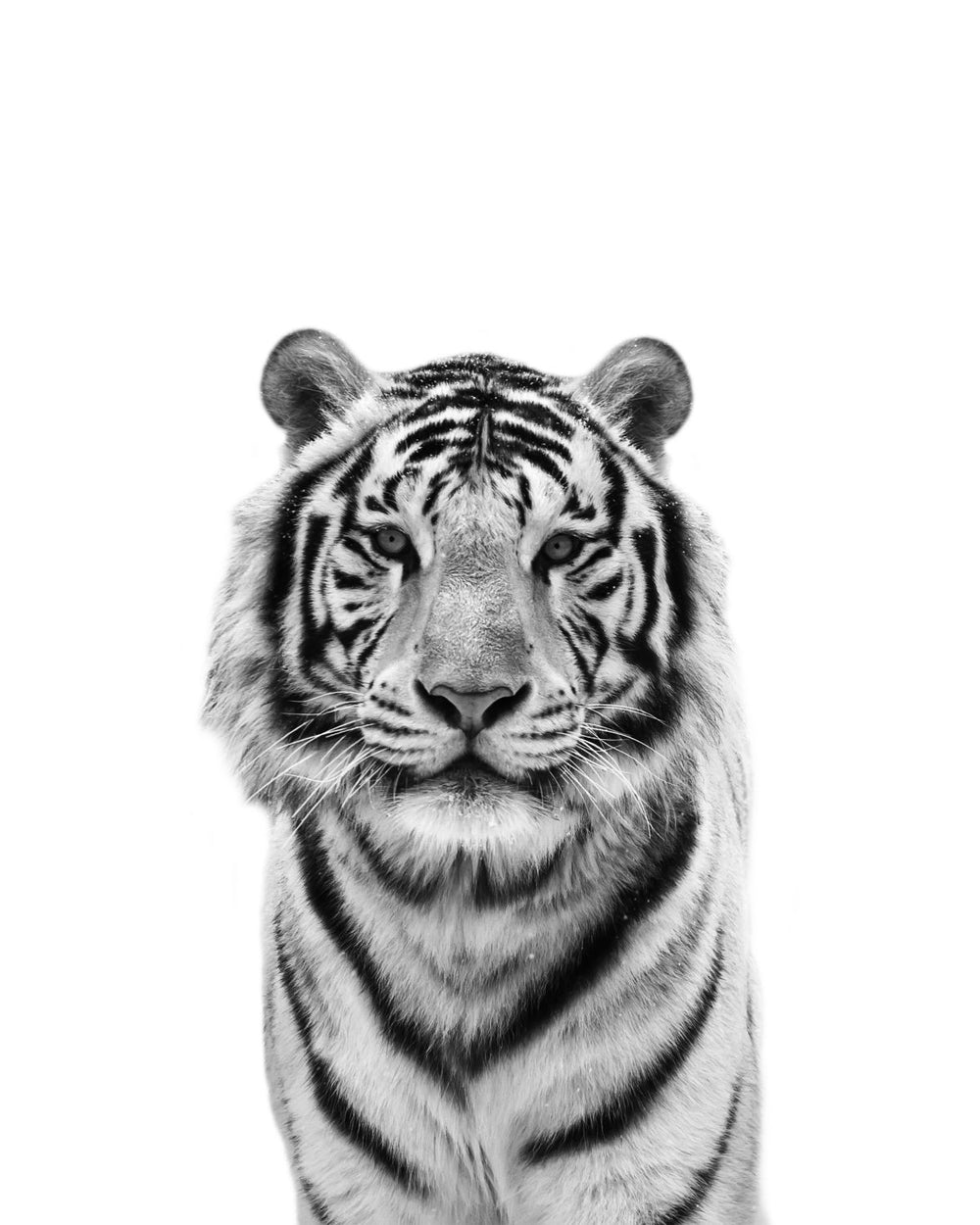 Monochrome Bengal Tiger
