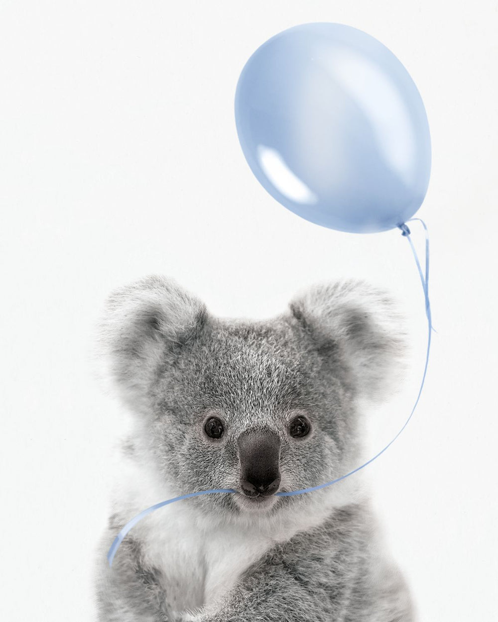 Koala And Blue Balloon