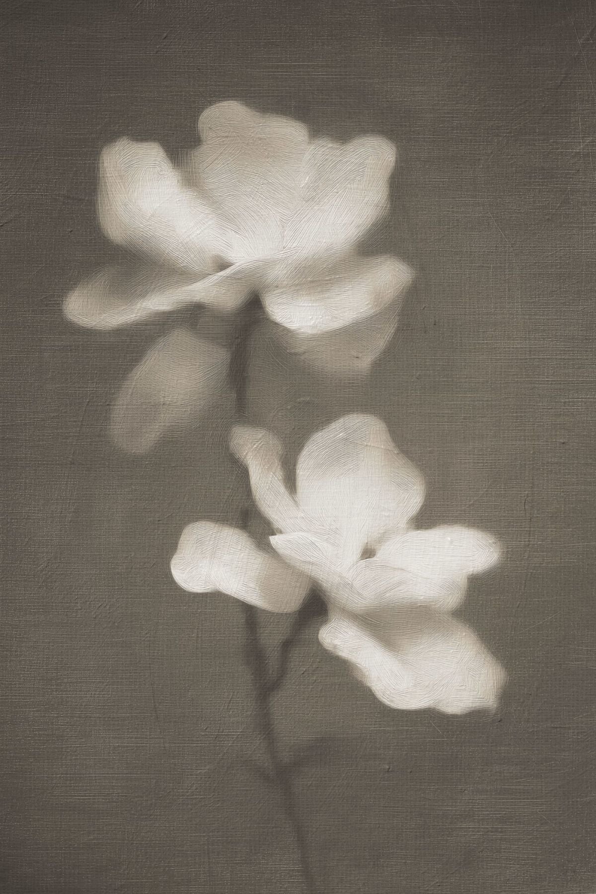 Hazy White Bloom