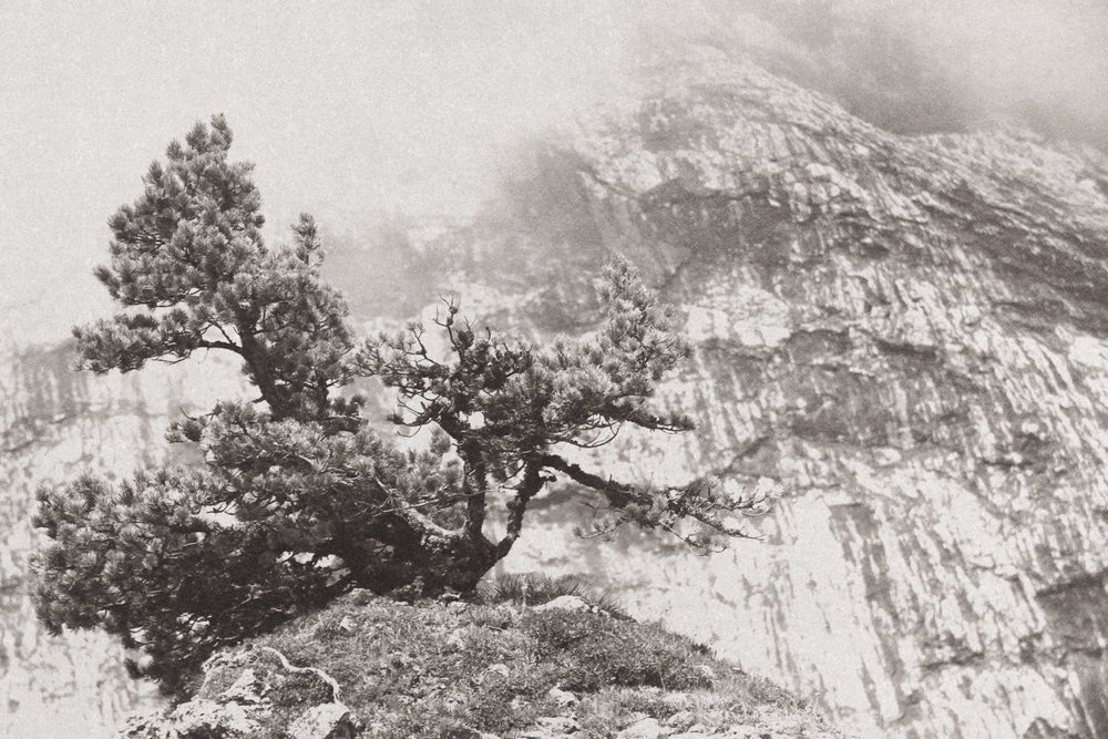 Lone Tree On Rock