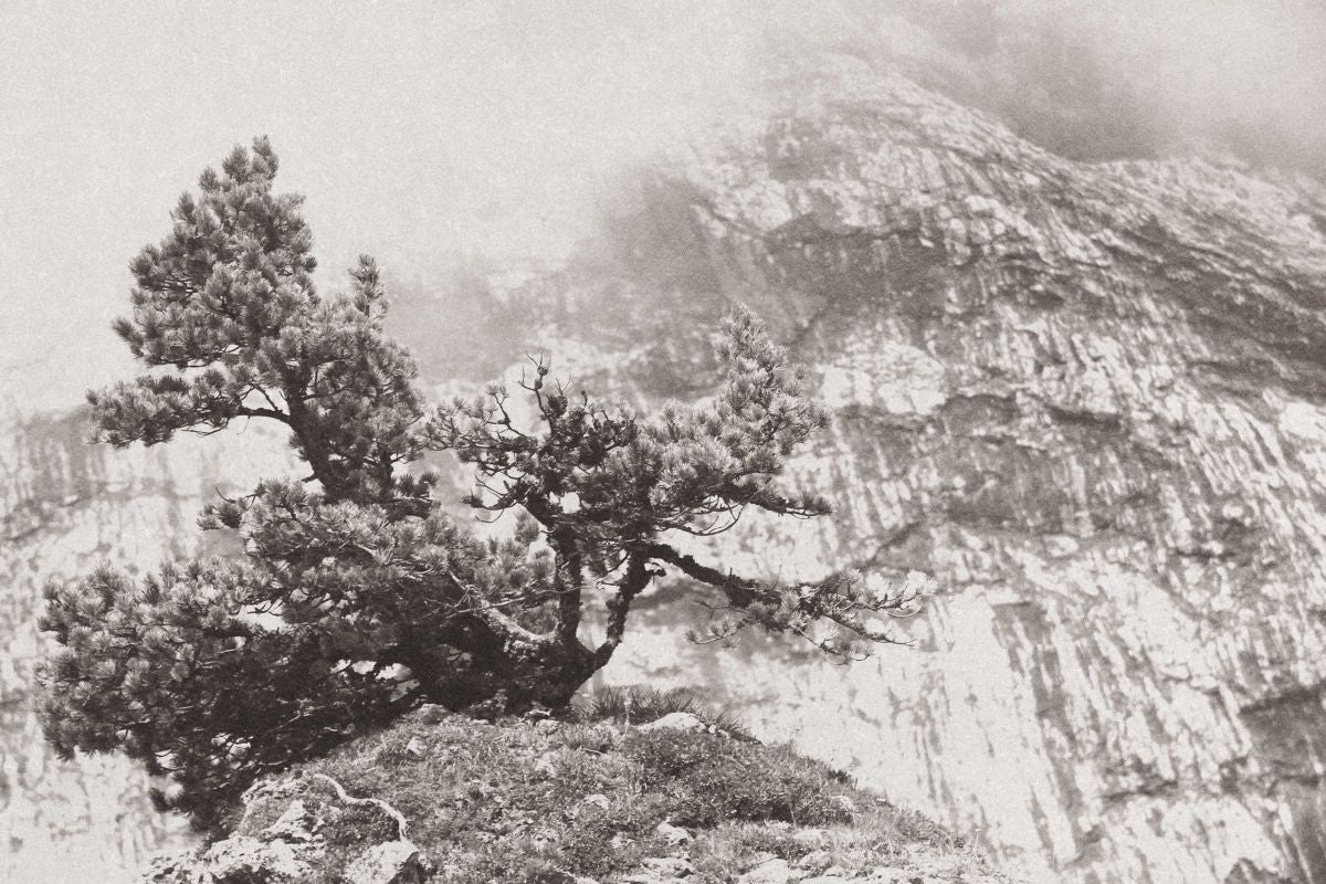 Lone Tree On Rock