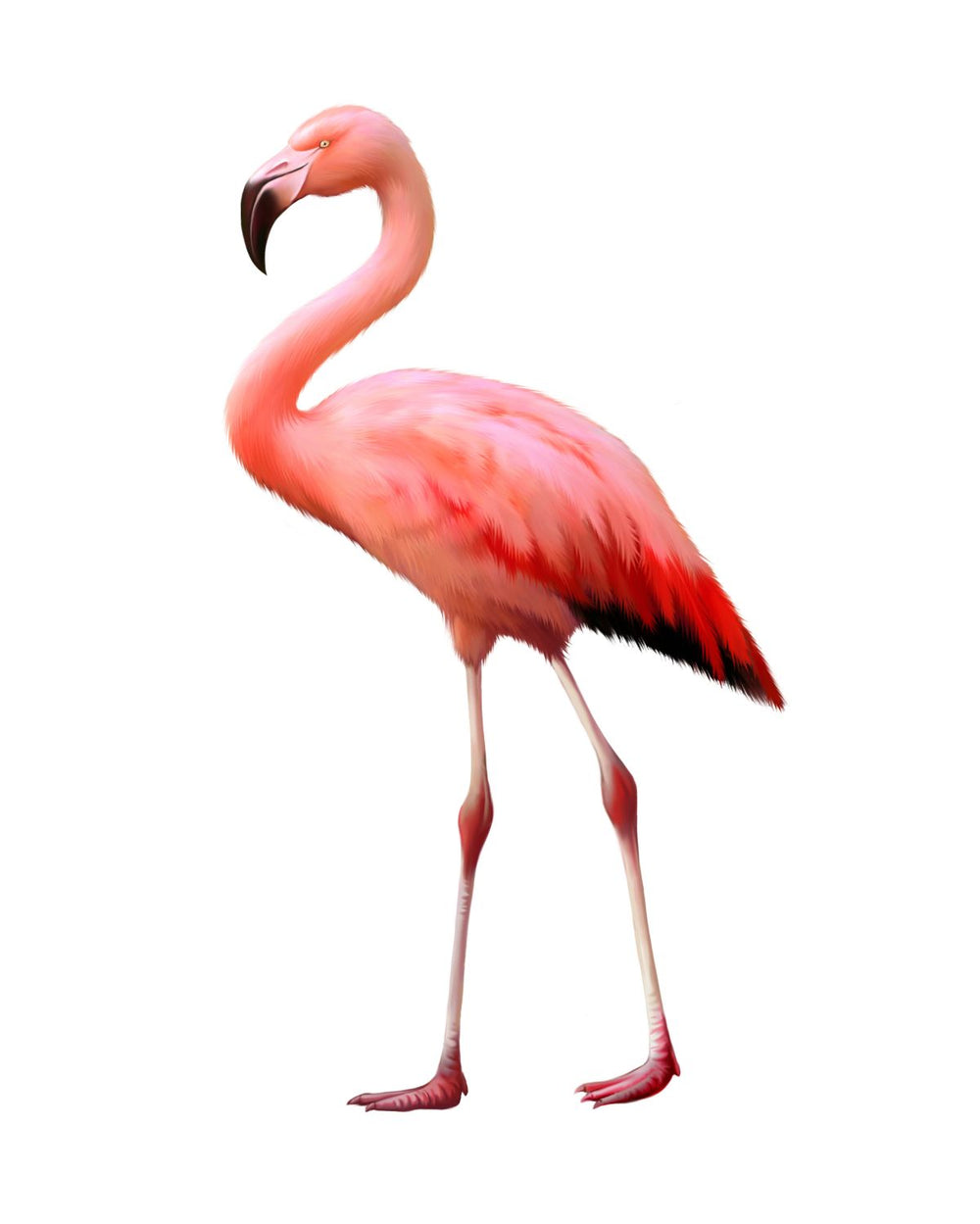 Lovely Pink Flamingo
