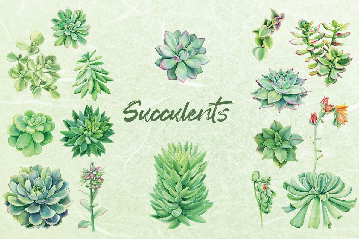 Garden Succulents Chart