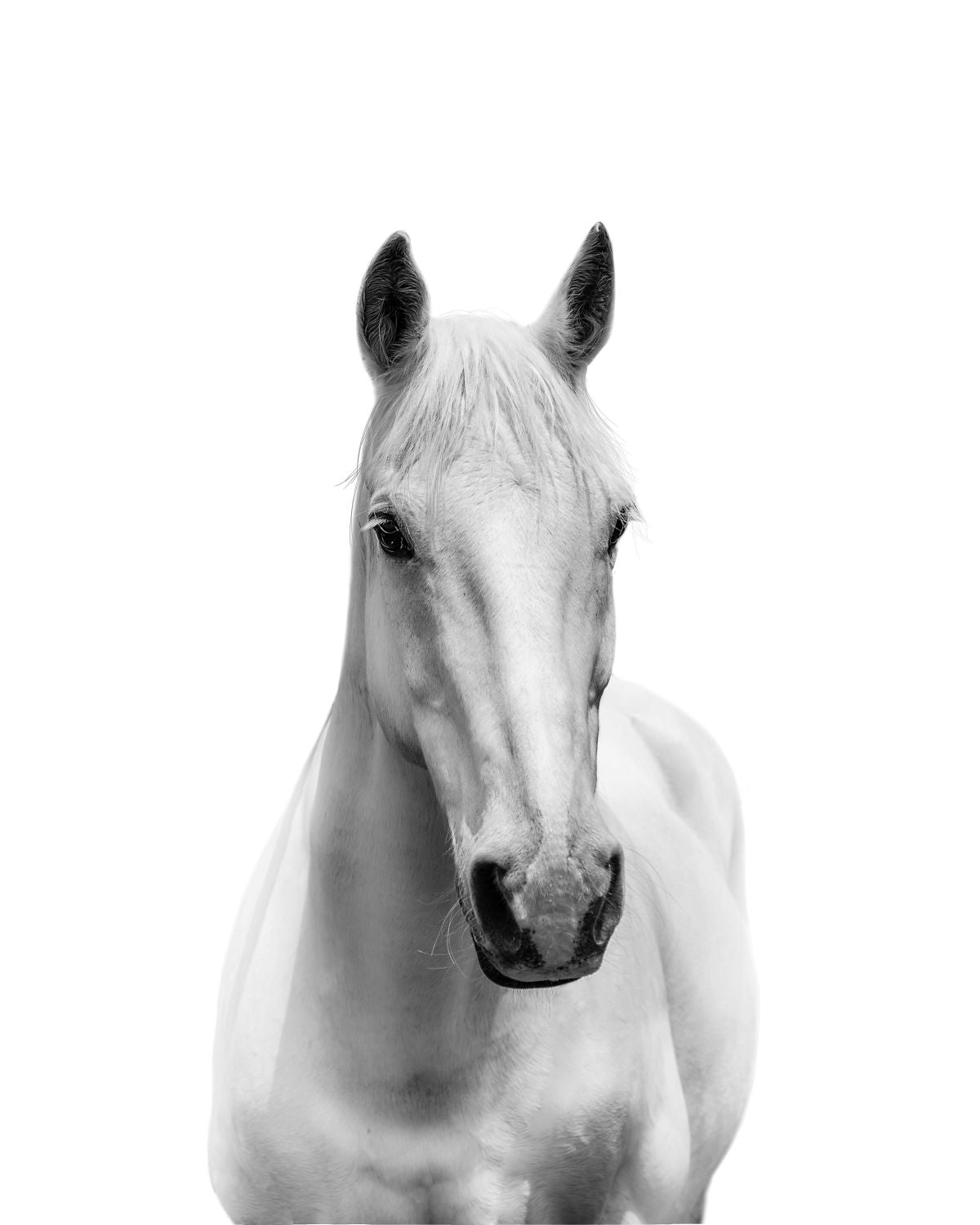 Slim White Horse