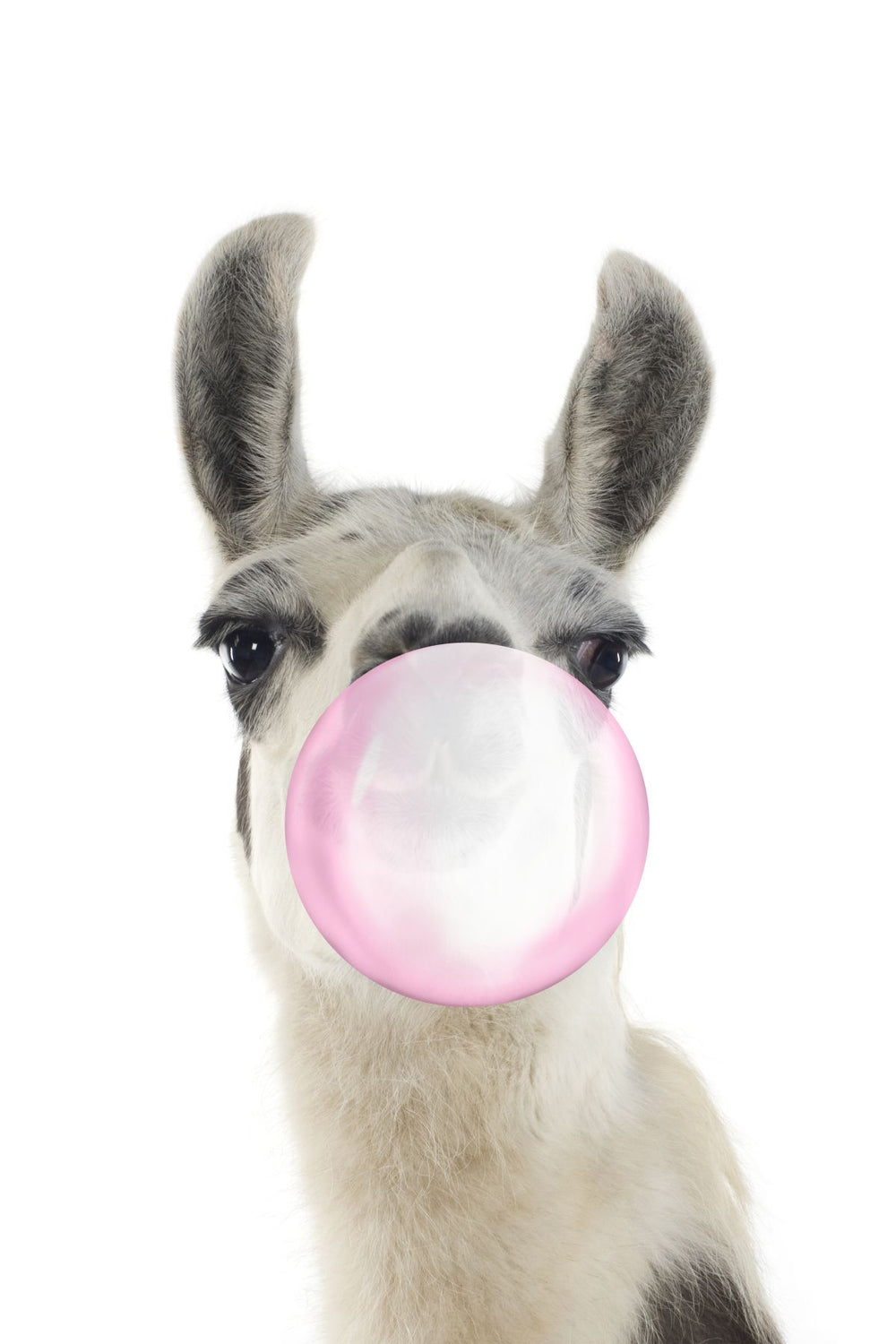 Bubble Gum Llama