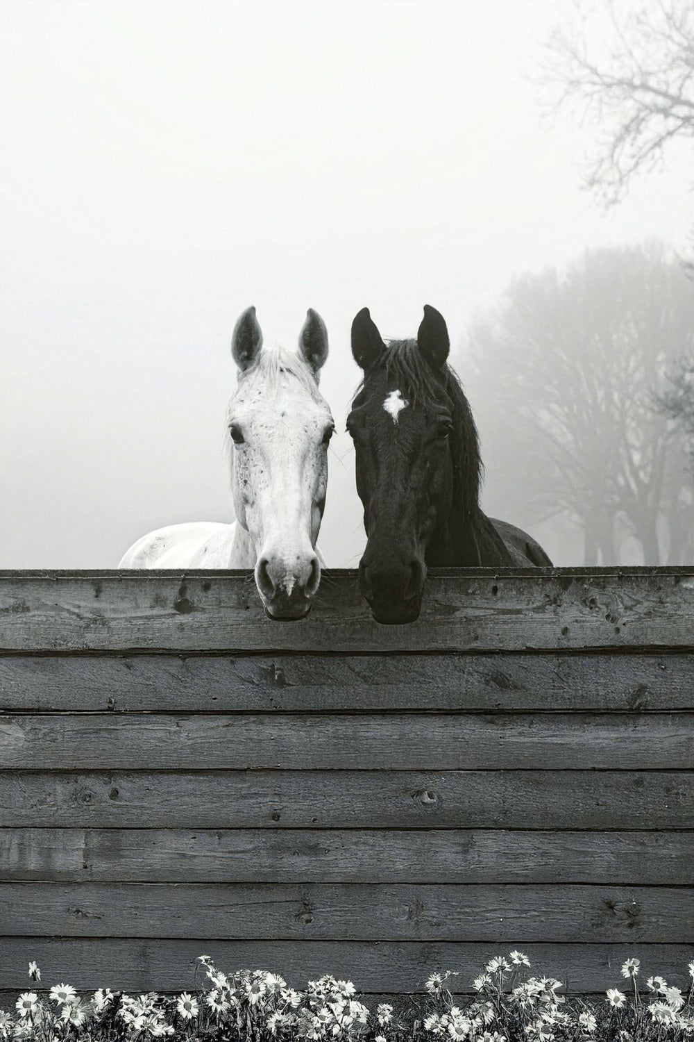 Horses By The Fence