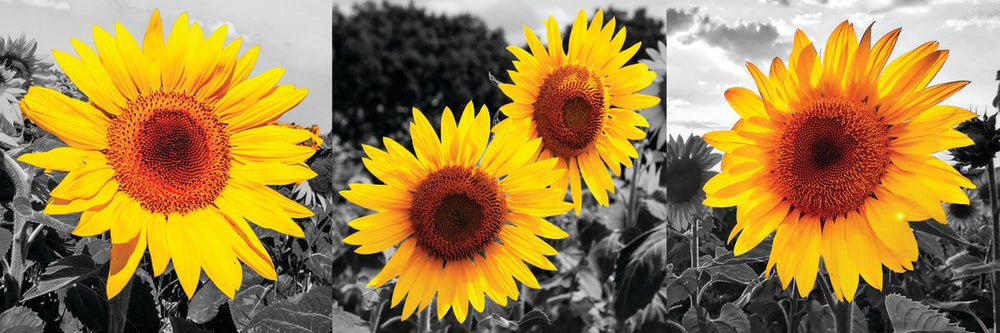 Sunflower Blooms Pop Set